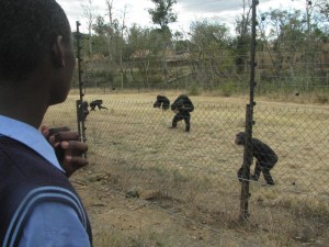 Watching and listening to the chimpanzees