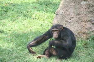 One of the chimpanzees at UWEC the children were learning about