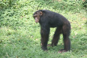 Chimpanzees at feeding time